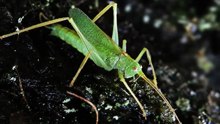 Grasshopper theme for Windows 10 Slideshow image 4