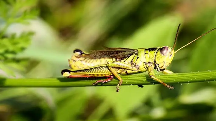 Grasshopper theme for Windows 10 Slideshow image 5