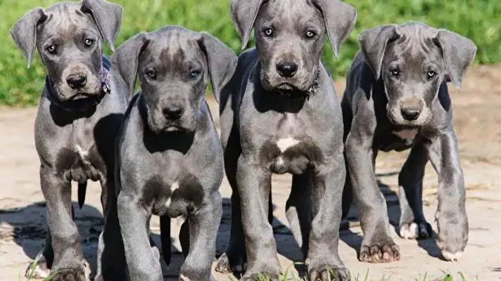 Great Dane theme for Windows 10 Slideshow image 1