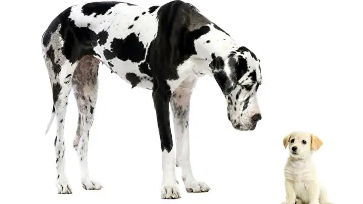 Great Dane theme for Windows 10 Slideshow image 2