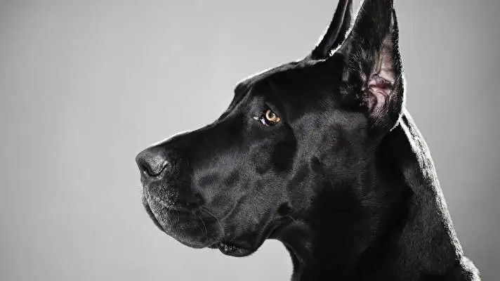 Great Dane theme for Windows 10 Slideshow image 3