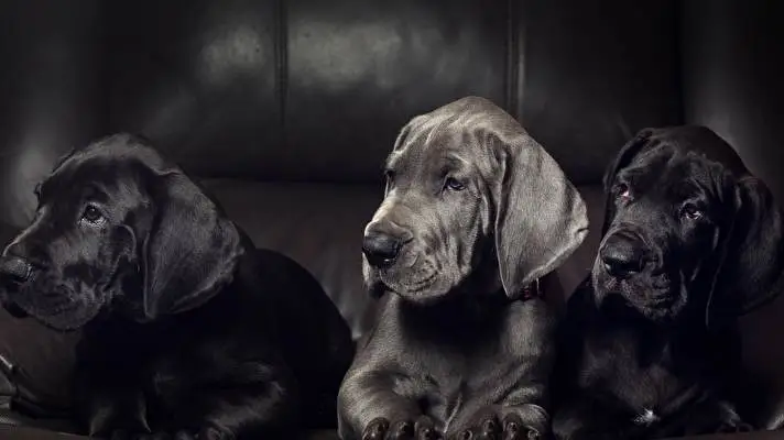 Great Dane theme for Windows 10 Slideshow image 4