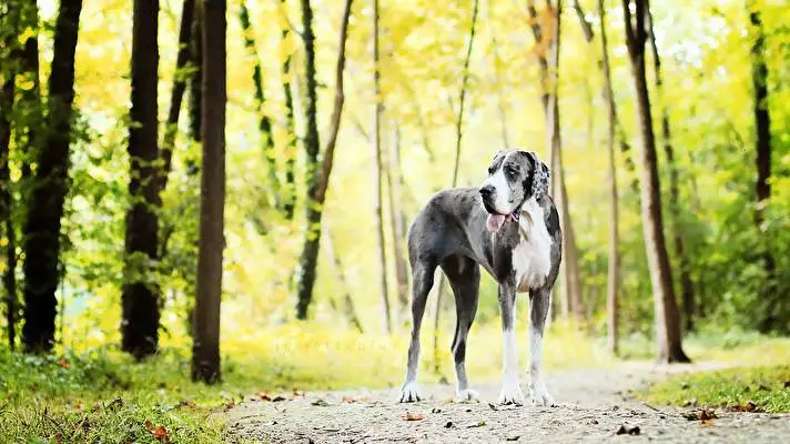 Great Dane theme for Windows 10 Slideshow image 5