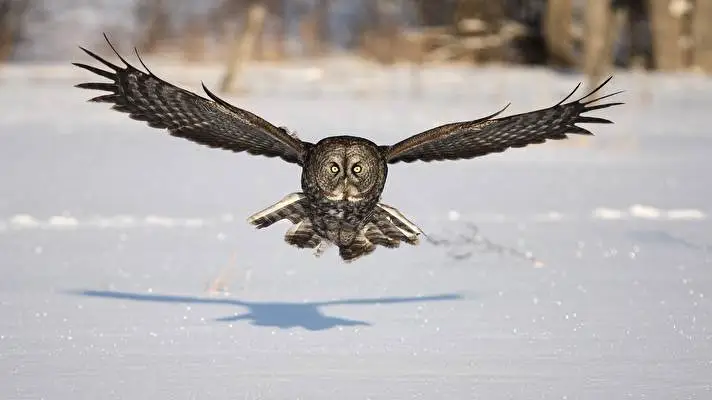 Great Grey Owl theme for Windows 10 Slideshow image 3