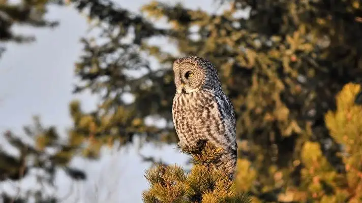 Great Grey Owl theme for Windows 10 Slideshow image 4