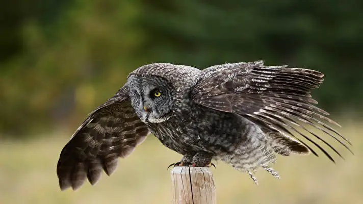 Great Grey Owl theme for Windows 10 Slideshow image 5