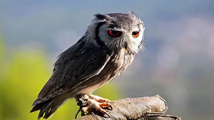 Great Horned Owl theme for Windows 10 Slideshow image 1