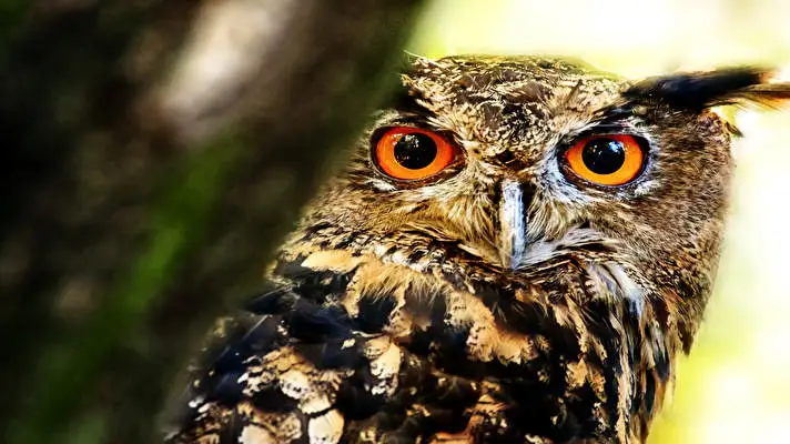 Great Horned Owl theme for Windows 10 Slideshow image 4