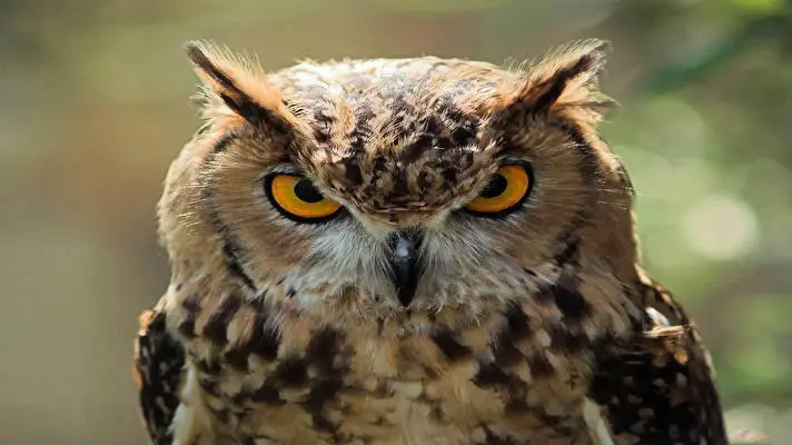 Great Horned Owl theme for Windows 10 Slideshow image 5