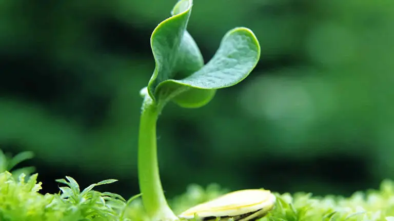 Hoja de Planta Verde tema para Windows 10 Imagen de presentación 5