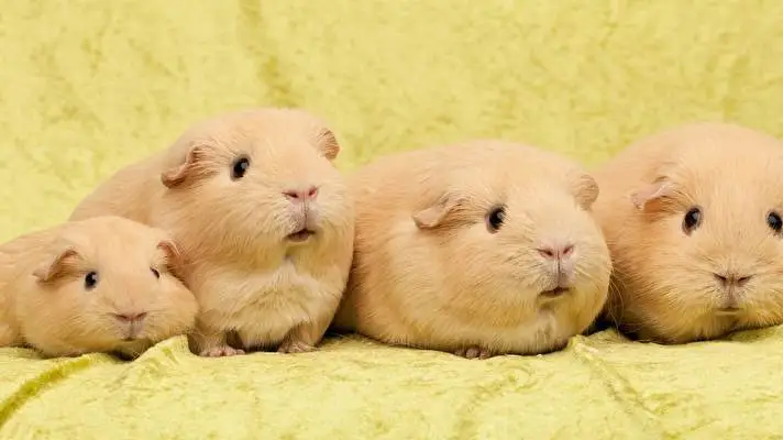 Tengerimalac téma Windows 10-hez Diavetítés kép 3