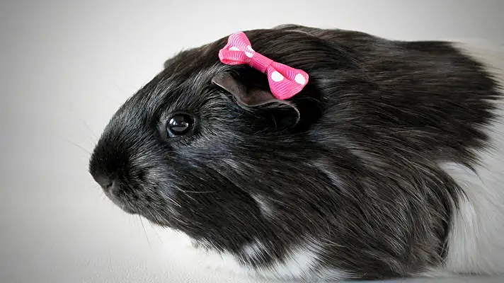 Tengerimalac téma Windows 10-hez Diavetítés kép 5