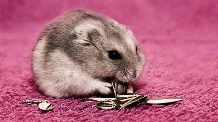 Hamster thème pour Windows 10 Image de diaporama 1