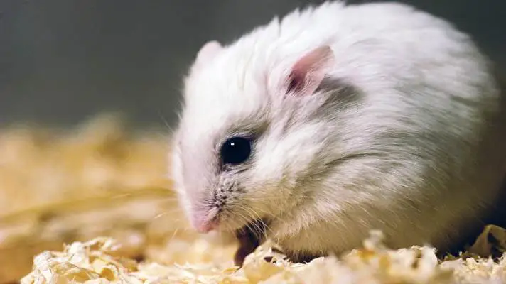 Hamster thème pour Windows 10 Image de diaporama 2
