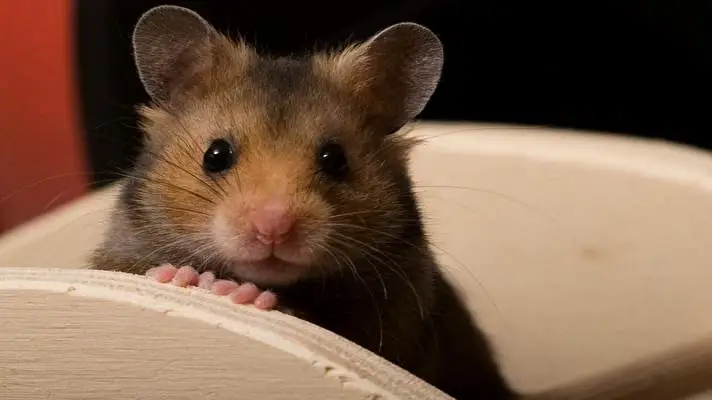 Hamster thème pour Windows 10 Image de diaporama 3