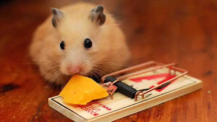 Hamster thème pour Windows 10 Image de diaporama 5