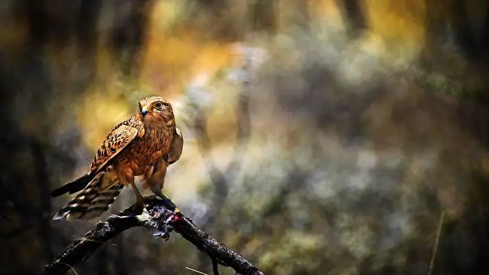 Hawk theme for Windows 10 Slideshow image 2