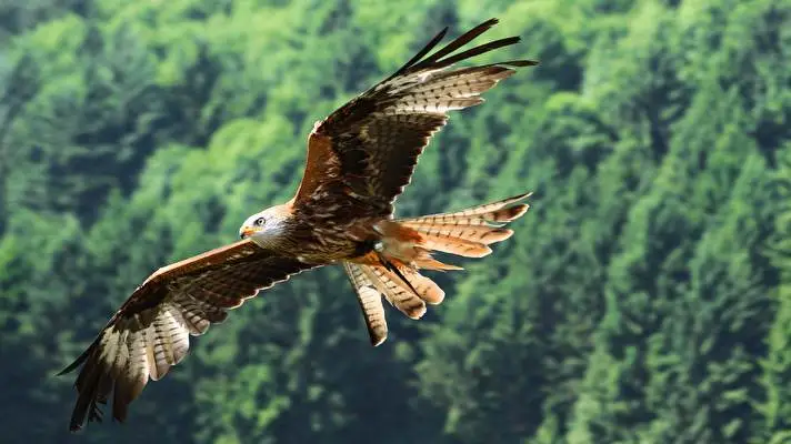 Hawk theme for Windows 10 Slideshow image 3