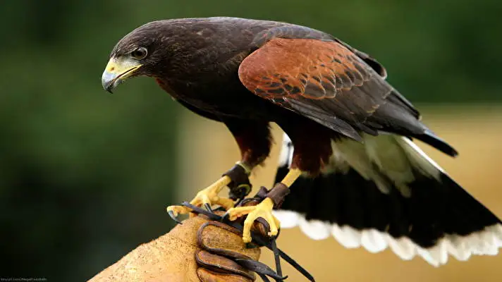 Hawk theme for Windows 10 Slideshow image 4