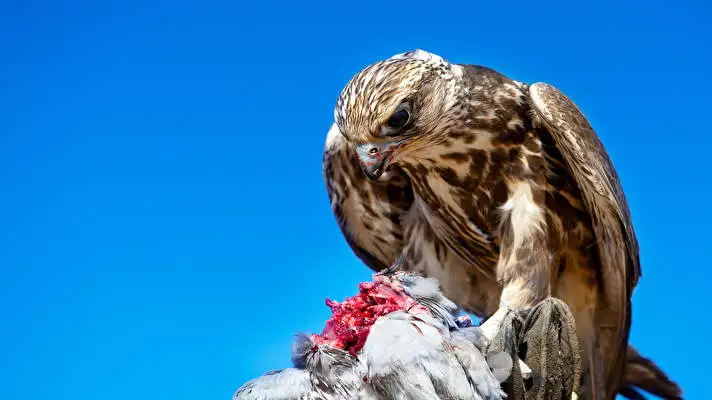 Hawk theme for Windows 10 Slideshow image 5