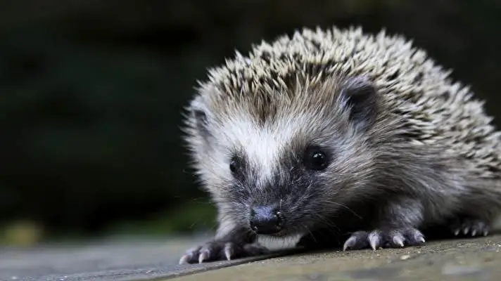 Hedgehog theme for Windows 10 Slideshow image 1