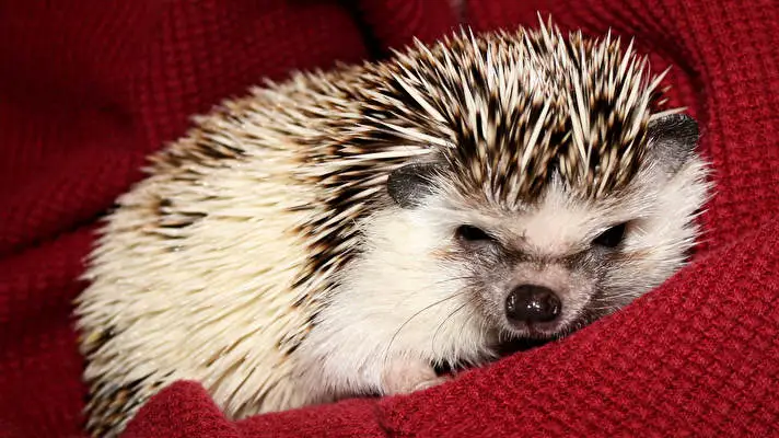 Hedgehog theme for Windows 10 Slideshow image 4