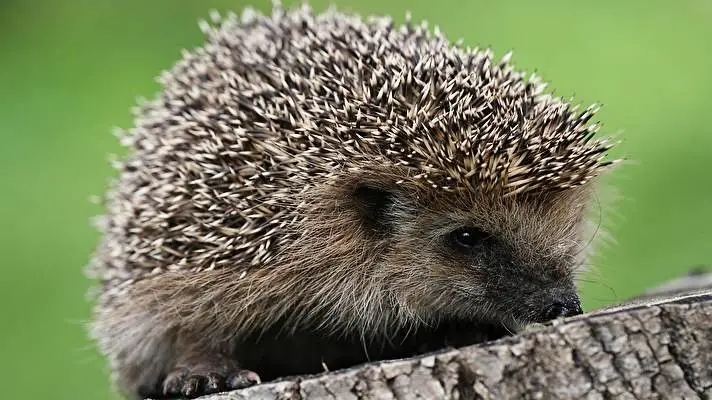 Hedgehog theme for Windows 10 Slideshow image 5