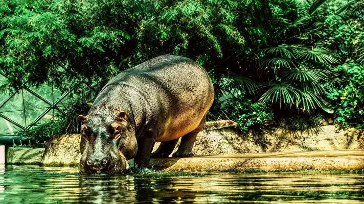 Hippo theme for Windows 10 Slideshow image 1