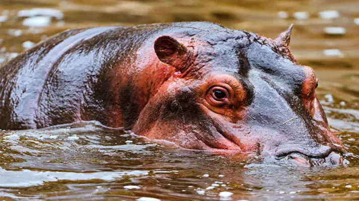 Hippo theme for Windows 10 Slideshow image 2