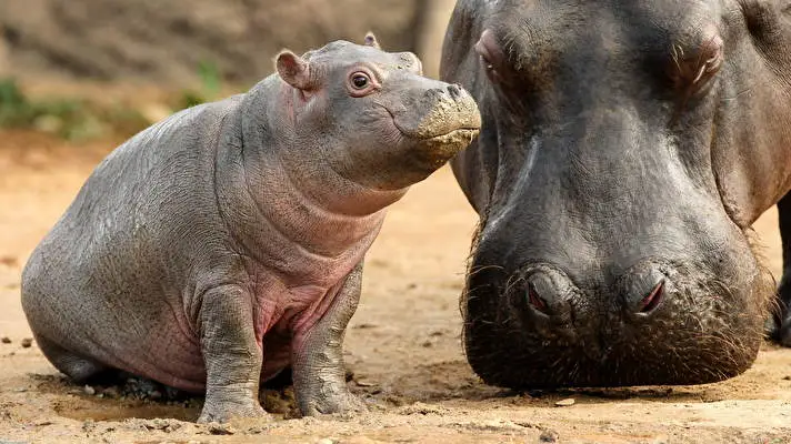 Hippo theme for Windows 10 Slideshow image 3