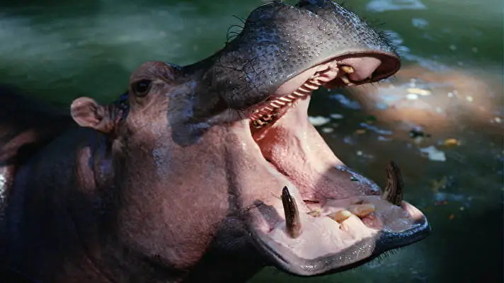 Hippo theme for Windows 10 Slideshow image 4