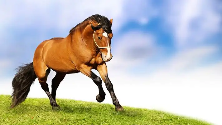 At Windows 10 için tema Slayt gösterisi görüntüsü 3