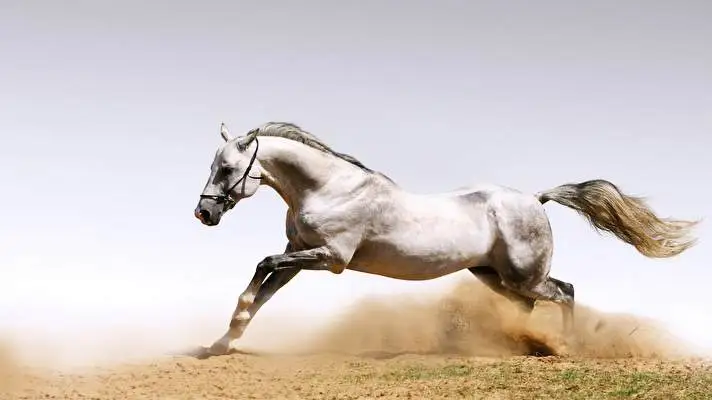 At Windows 10 için tema Slayt gösterisi görüntüsü 4