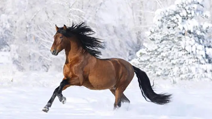 Koně motiv pro Windows 10 Obrázek prezentace 1