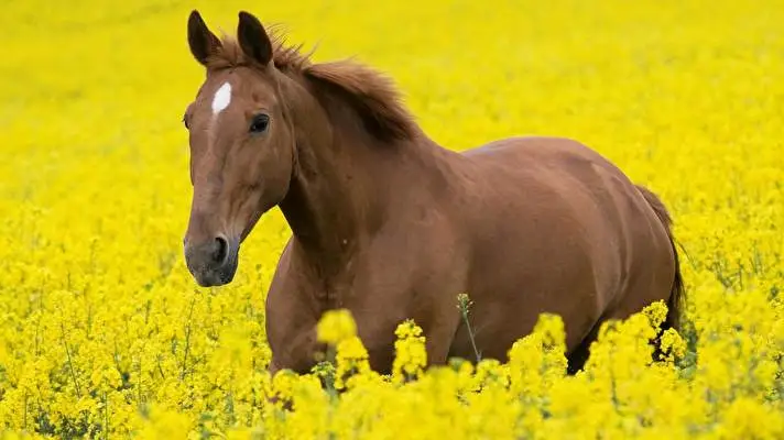 Koně motiv pro Windows 10 Obrázek prezentace 2