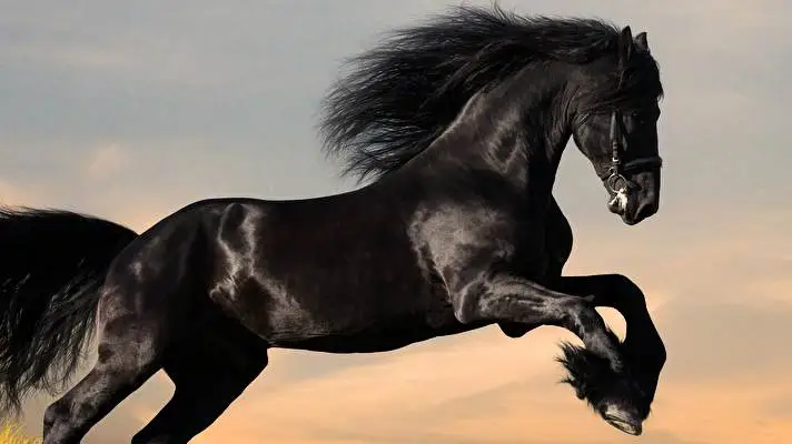 Koně motiv pro Windows 10 Obrázek prezentace 3