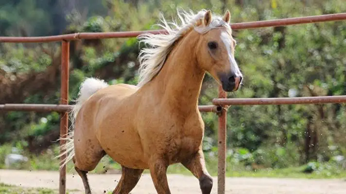 Koně motiv pro Windows 10 Obrázek prezentace 4