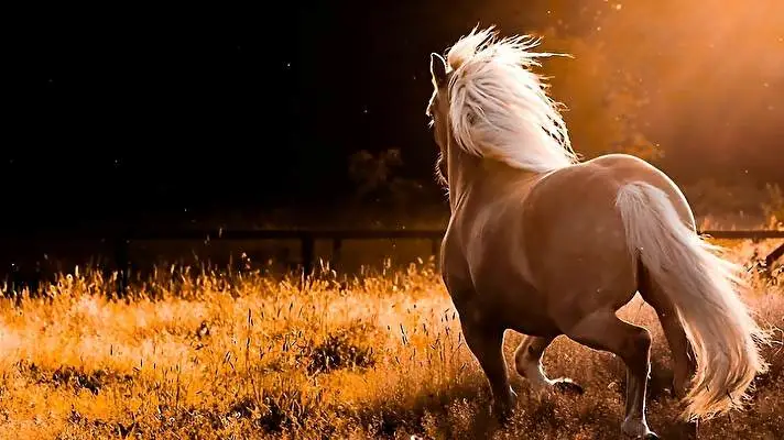 Koně motiv pro Windows 10 Obrázek prezentace 5