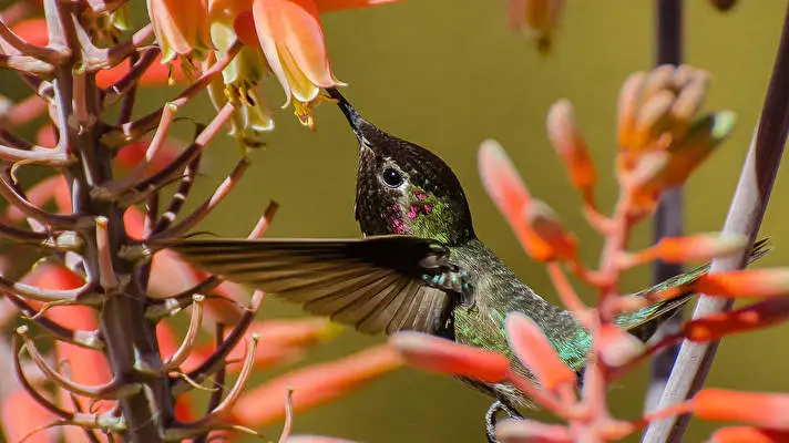 Hummingbird theme for Windows 10 Slideshow image 2