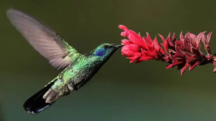 Hummingbird theme for Windows 10 Slideshow image 3