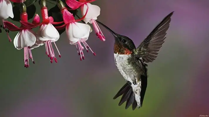 Hummingbird theme for Windows 10 Slideshow image 4