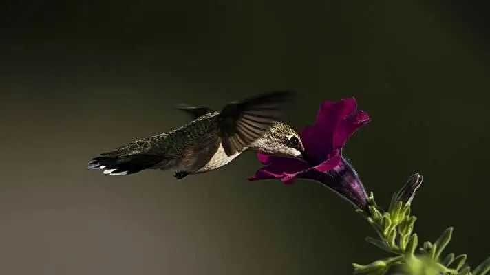 Hummingbird theme for Windows 10 Slideshow image 5
