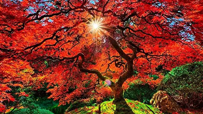 Japanese Autumn theme for Windows 10 Slideshow image 1