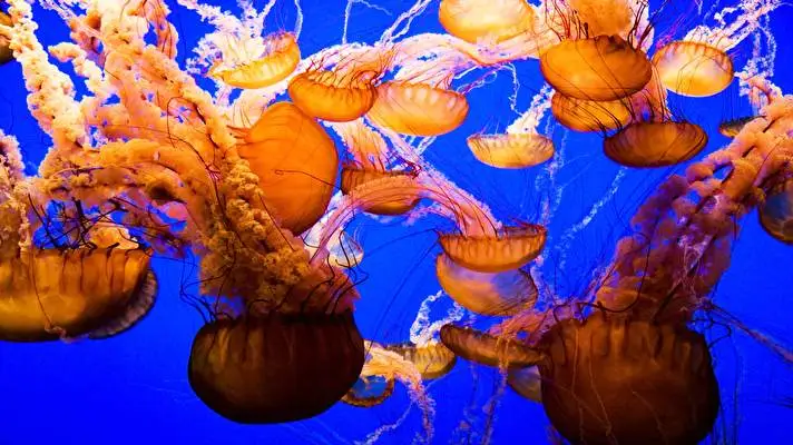 Jellyfish theme for Windows 10 Slideshow image 1