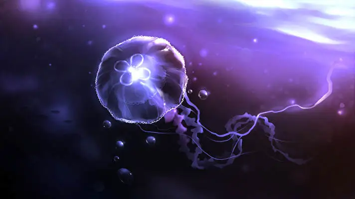 Jellyfish theme for Windows 10 Slideshow image 3