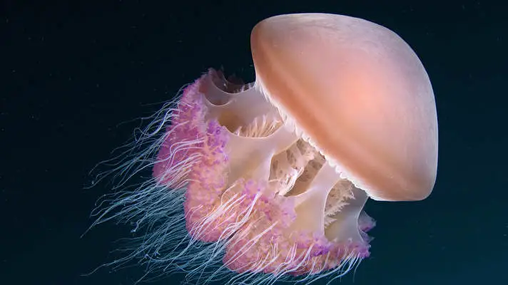Jellyfish theme for Windows 10 Slideshow image 4