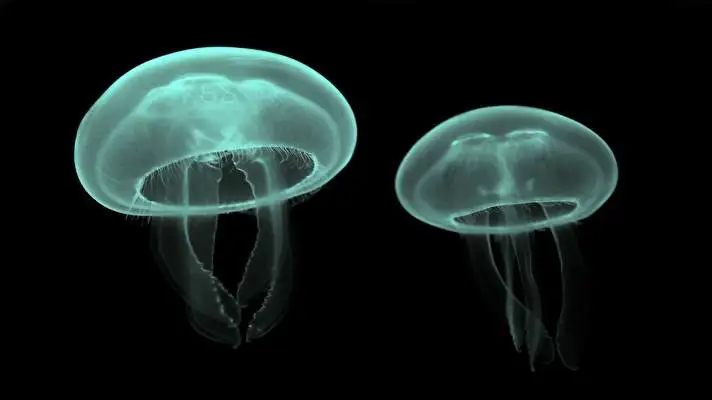 Jellyfish theme for Windows 10 Slideshow image 5