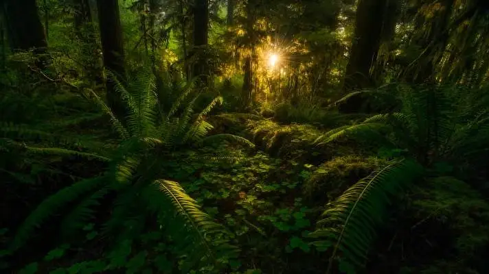 Jungle theme for Windows 10 Slideshow image 3