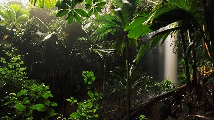 Jungle theme for Windows 10 Slideshow image 4