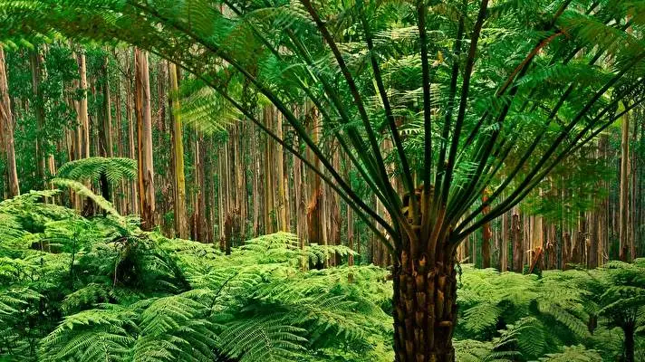 Jungle theme for Windows 10 Slideshow image 5